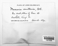 Massaria vomitoria image